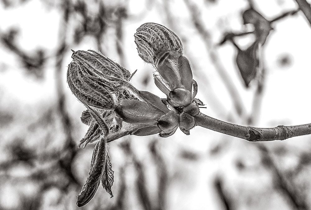 Photograph by Владимир Гамаюнов