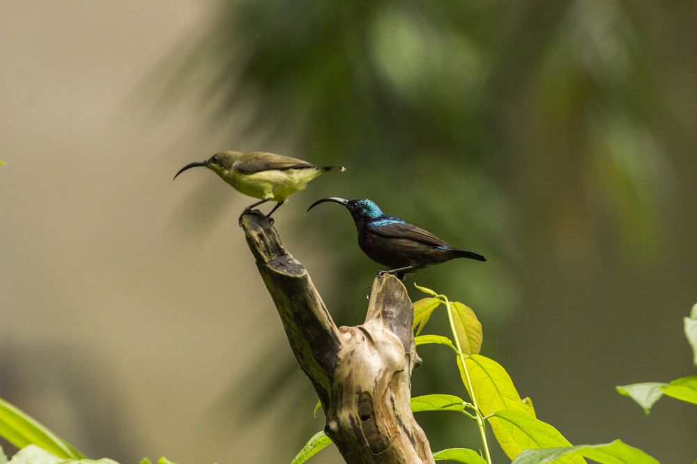 Photograph by suranjan pussalla