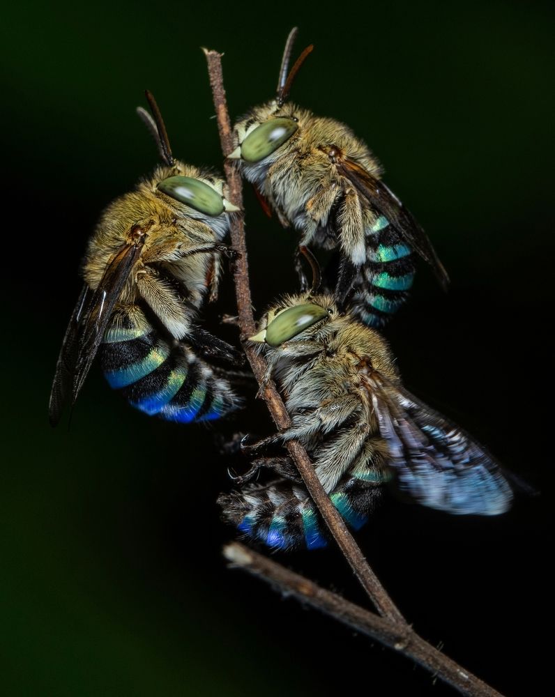 Blue Banded Bee