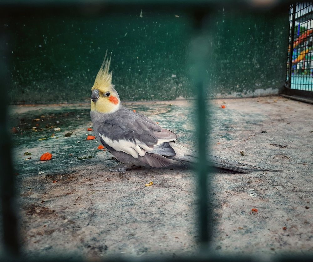 Photograph by SOUMYAJIT NANDI