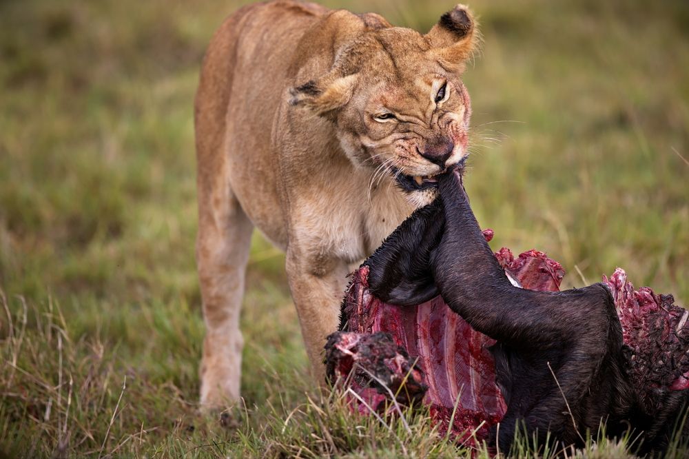 Остервенение