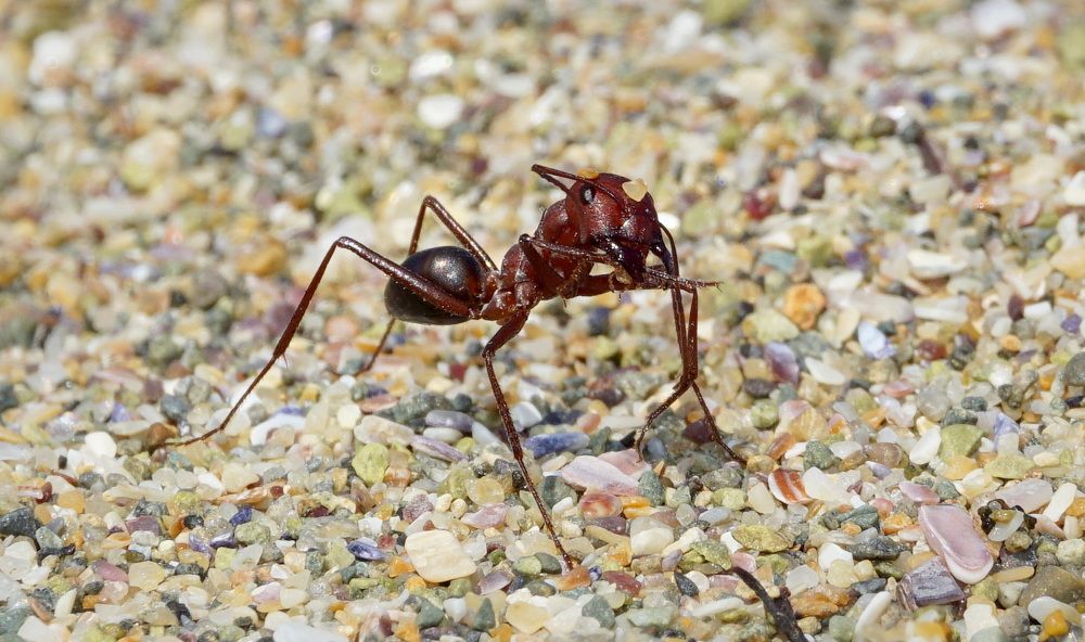 Пляжный муравей