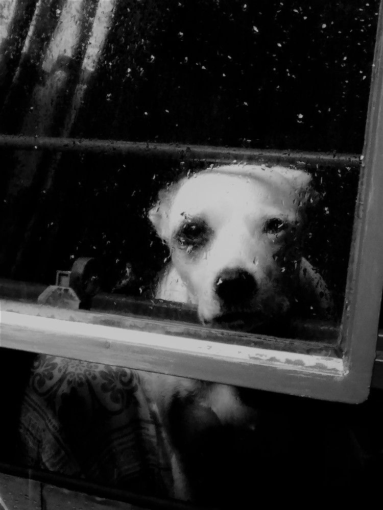 Dog in the window