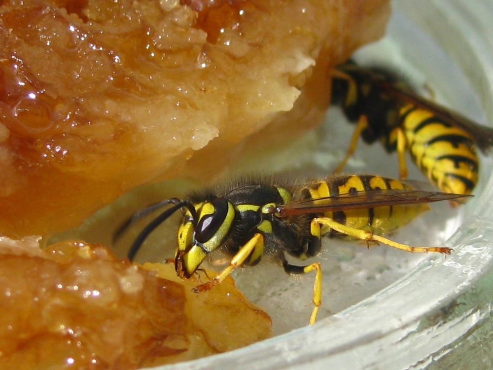 Пчела и мёд.