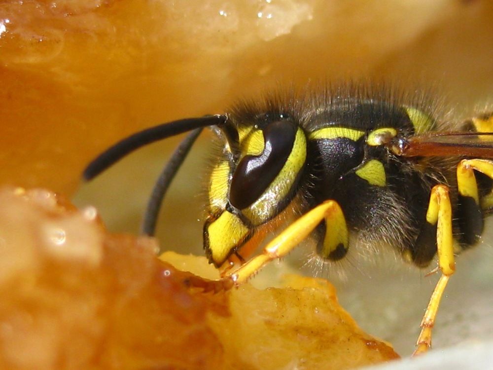 Пчёлка и мёд.