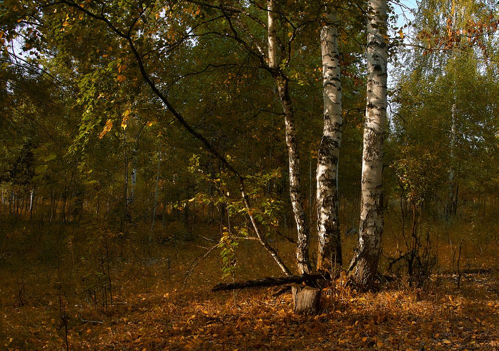 Берёзки осенние