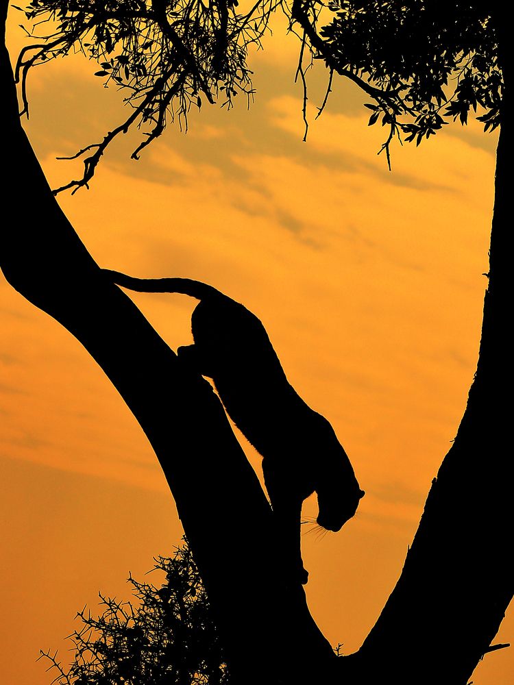 The Ghost's Descend..!