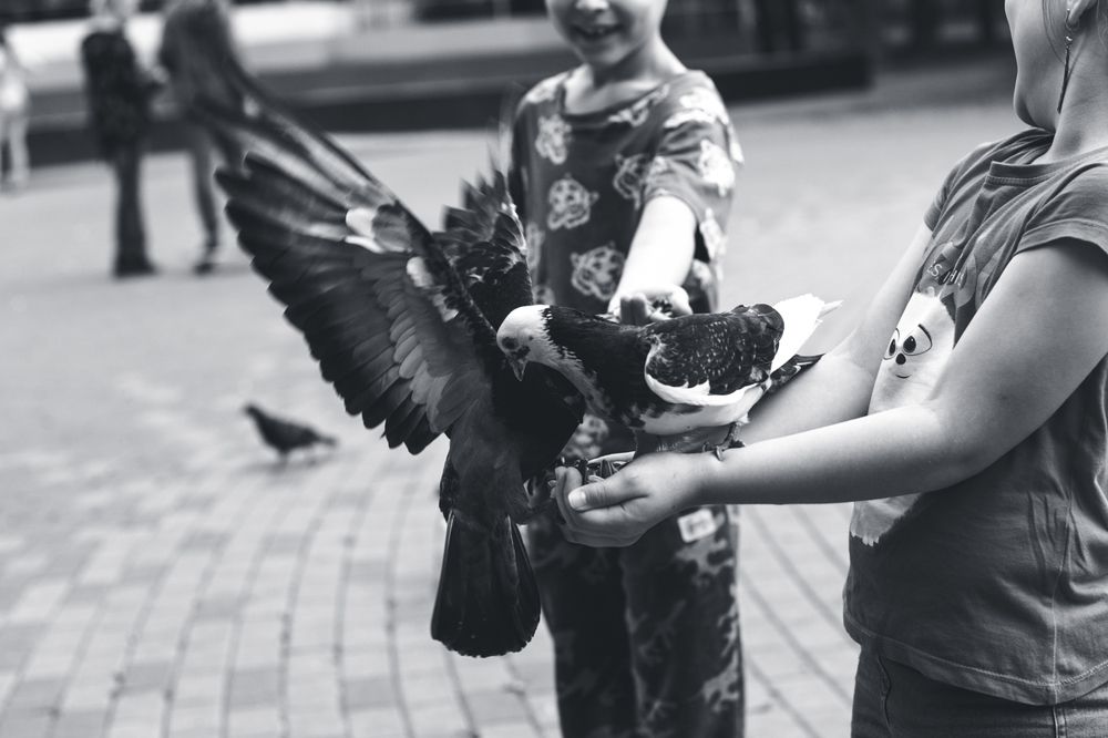 Дружелюбные голуби