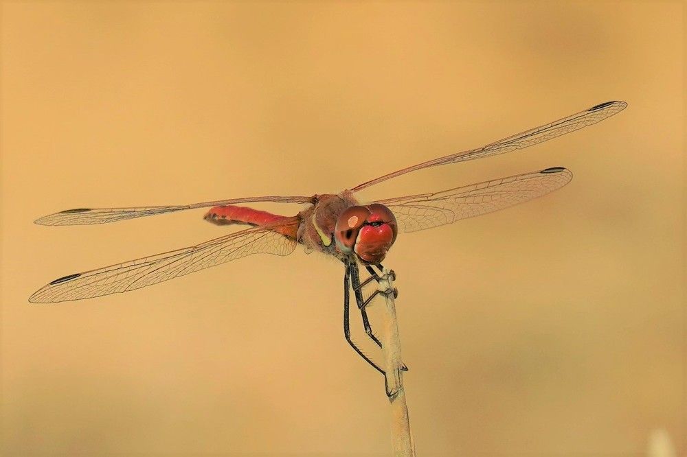 Photograph by Tamir Mor