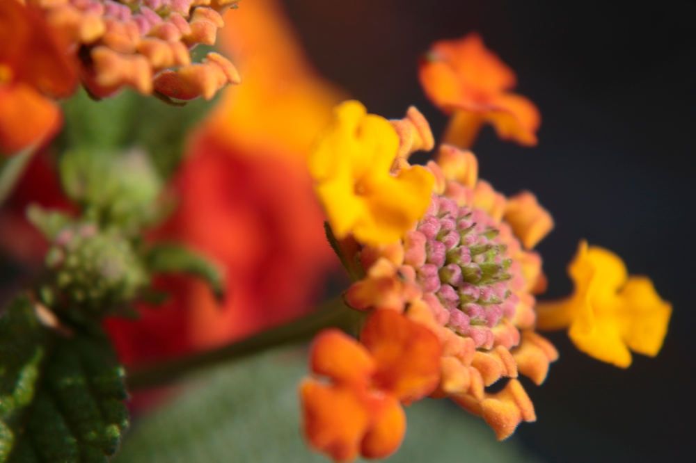 Photograph by Guillermo Topp