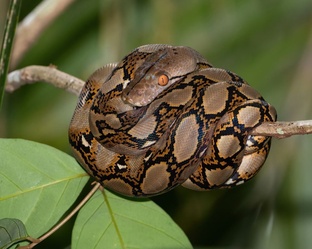 Photograph by Lucas Oh