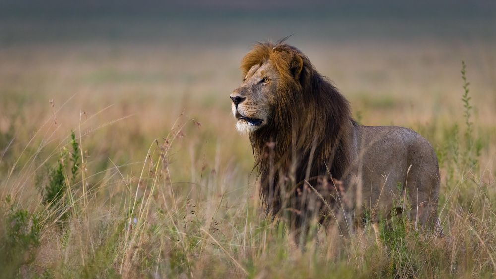 Halftail - King of the marsh.