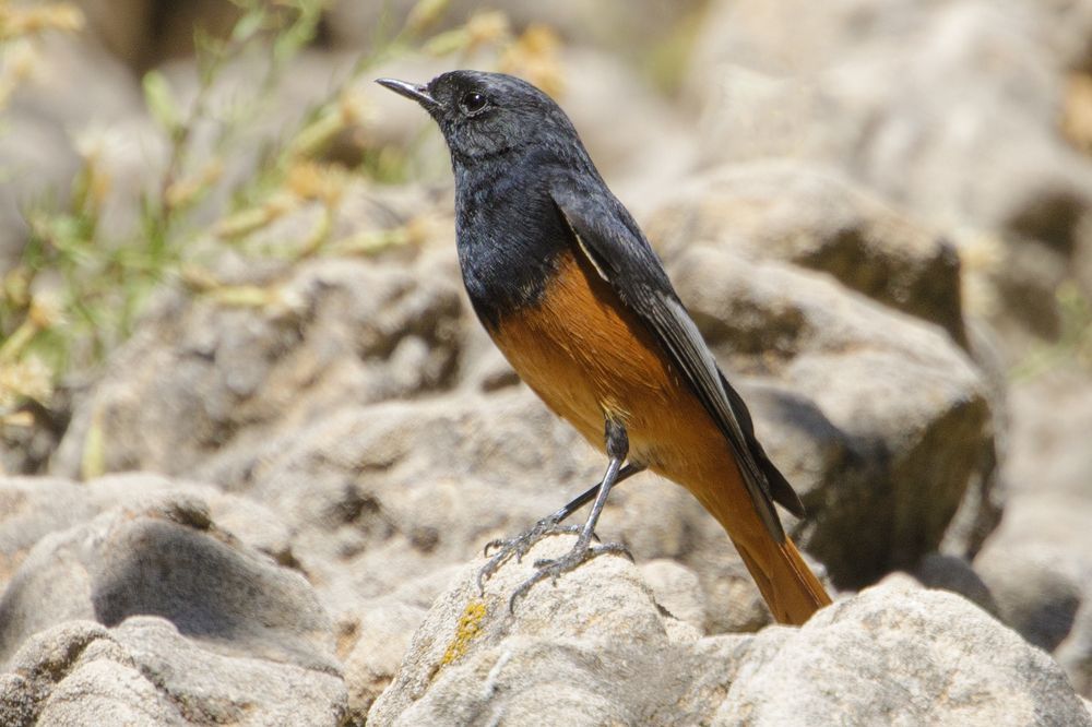 Photograph by Azar Pascal