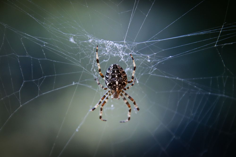 Photograph by Jelena Dzene