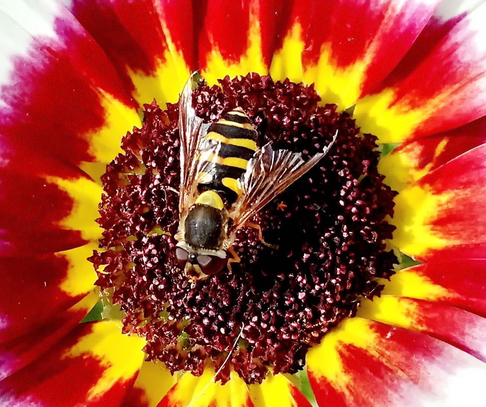 Photograph by НИНА АВЕРЬЯНОВА