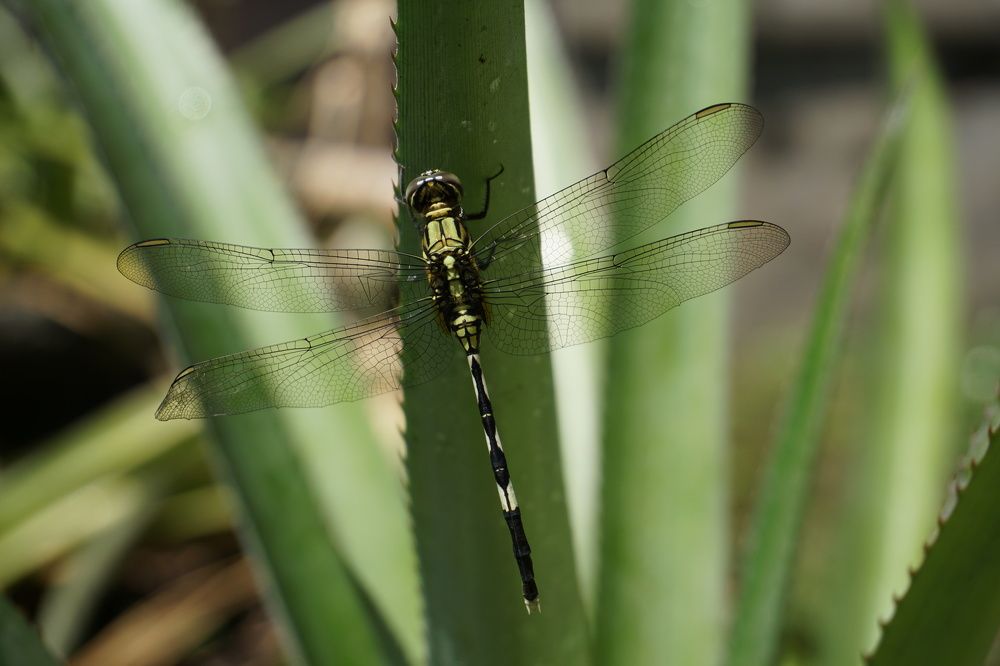Dragonfly perched on a pineapple plant in Jakarta