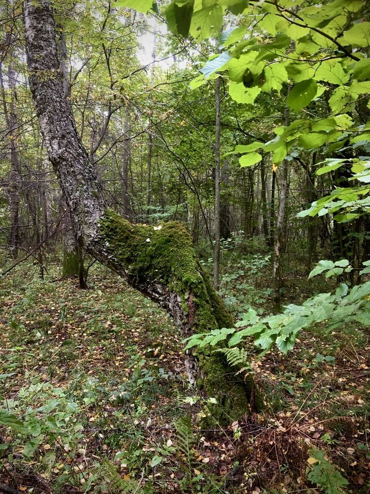 Photograph by Лев Марков