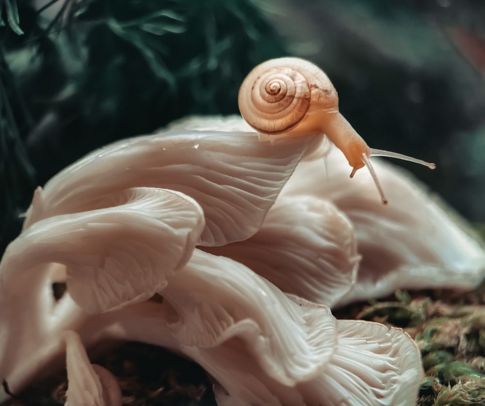 Однажды в лесу