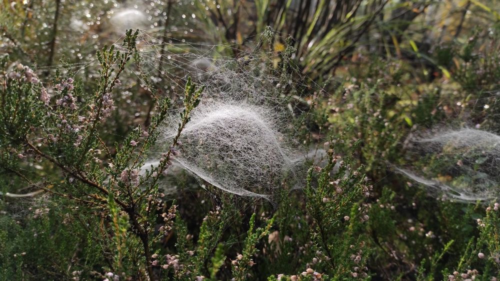 Фотография автора Наталья Сероглазова