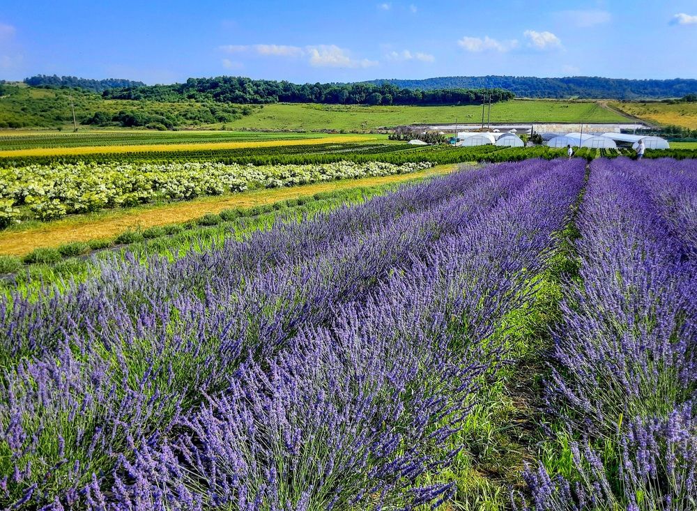 Photograph by Елена Шерман