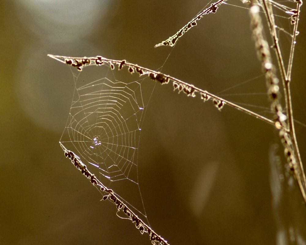 Лесной узор