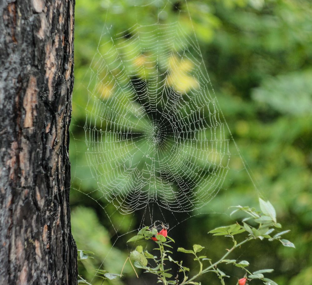 Лесная паутина