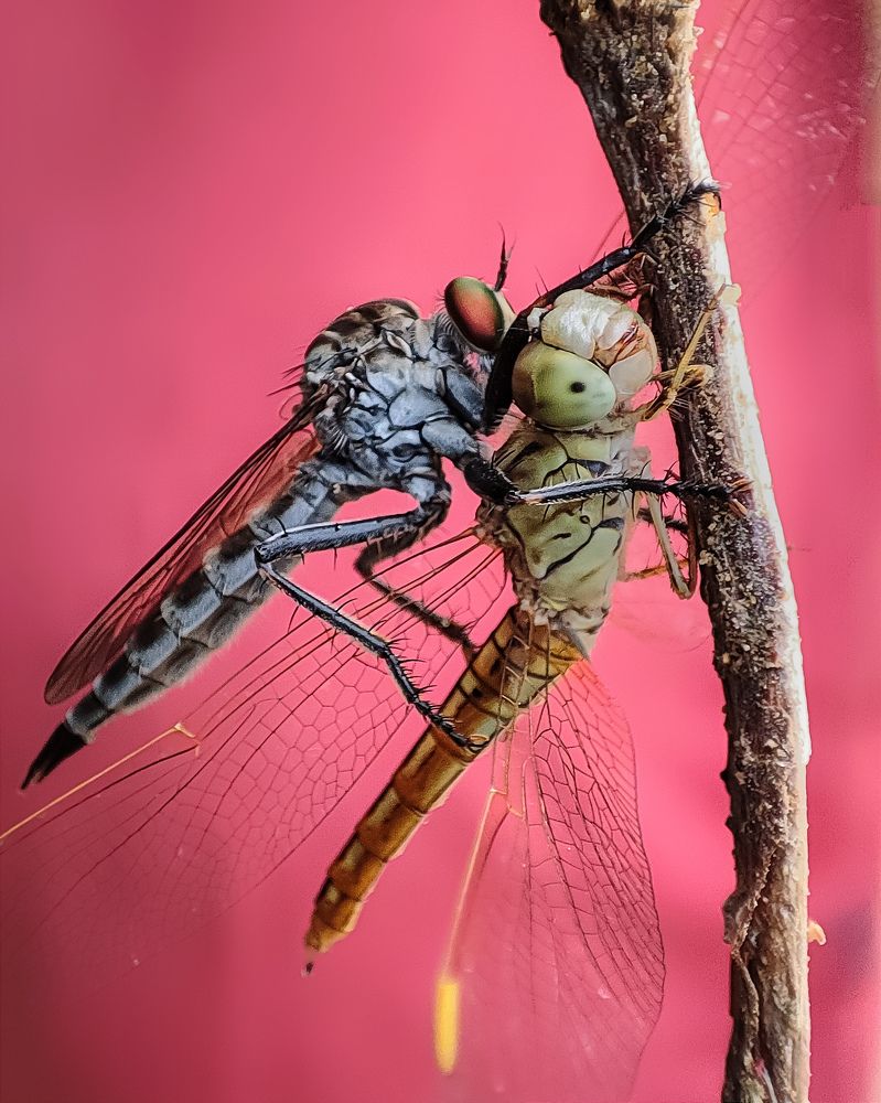 Photograph by Sumanth Varma skmacrographer