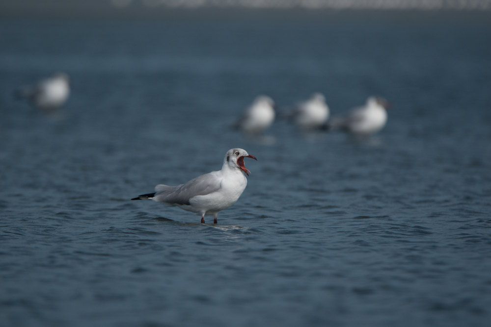 Photograph by Sawani Sewwandi