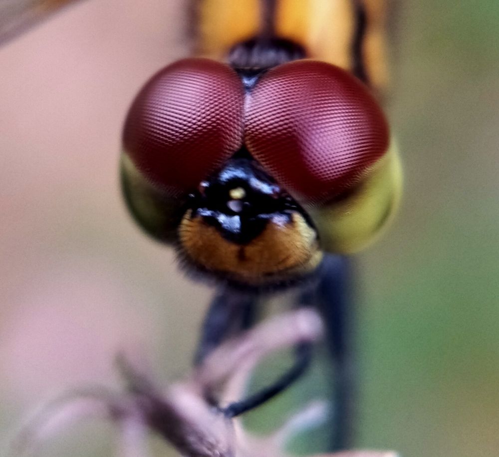 Photograph by Sajal Menon