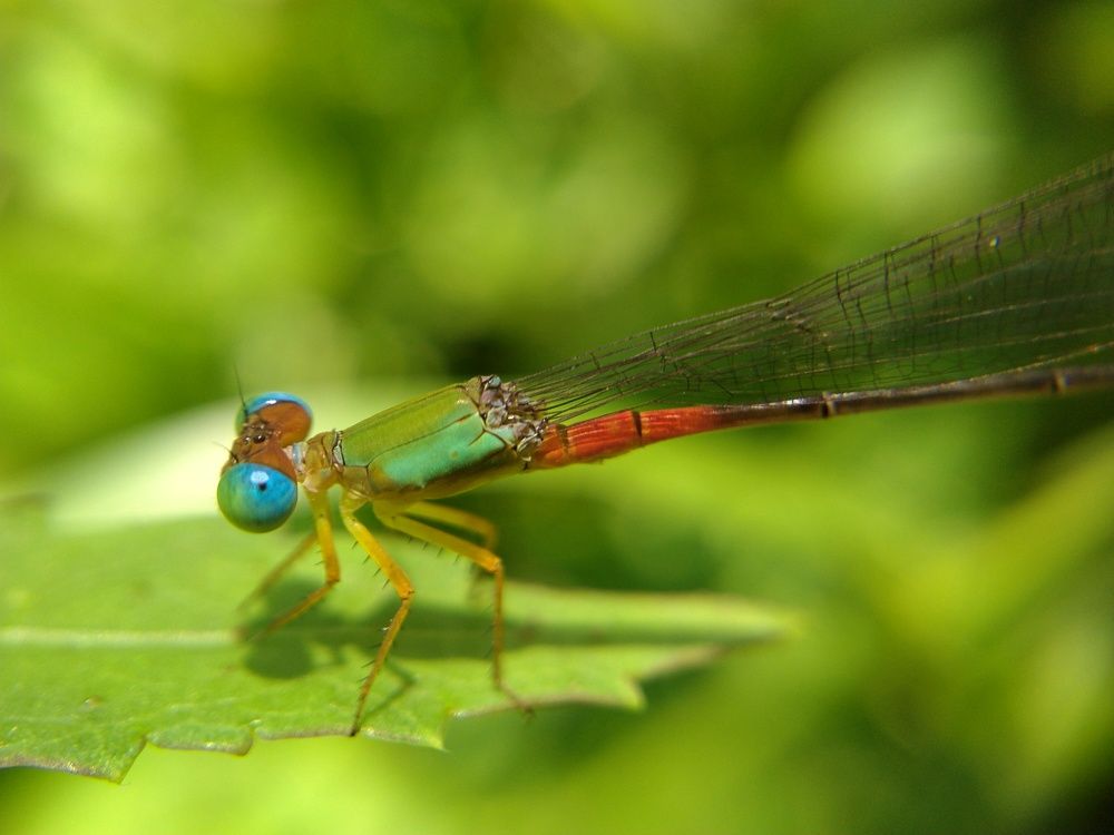 Photograph by Sajal Menon