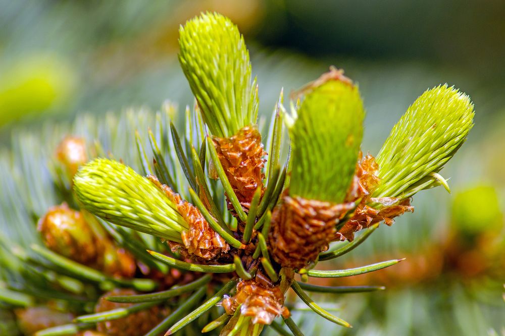 Елочные шишки