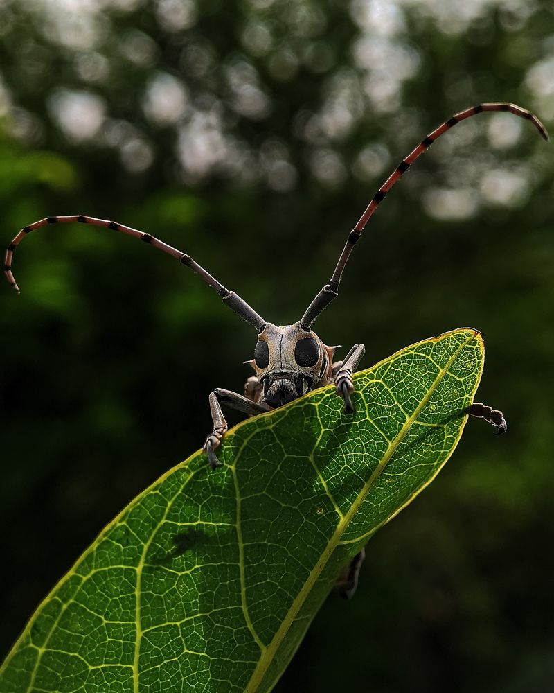 Photograph by Sumanth Varma skmacrographer