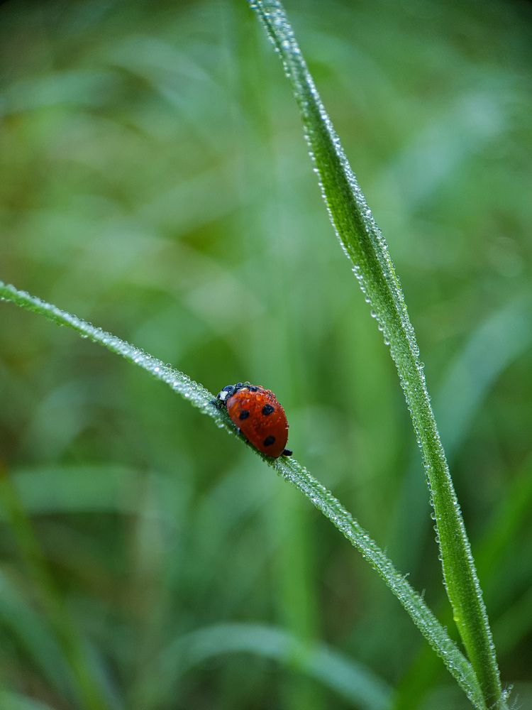 Photograph by Лариса Когтева