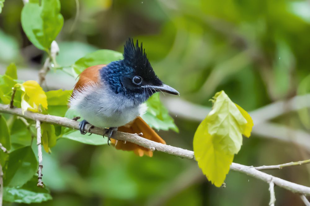 Paradise Flycatcher(Rufous Morph)