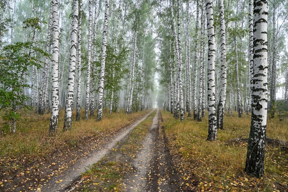 Осень в березовой роще