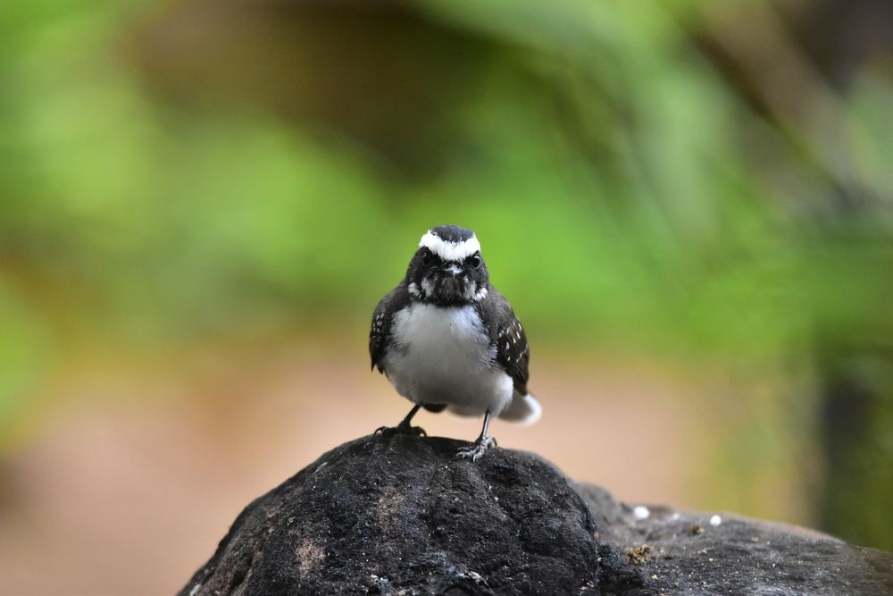 Photograph by Tharindu Jayawardhana