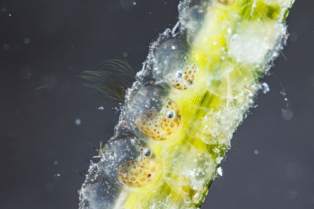 Фотография автора Ichinoseki Sayaka