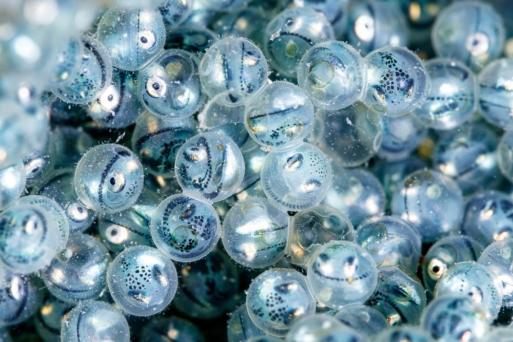 Фотография автора Ichinoseki Sayaka