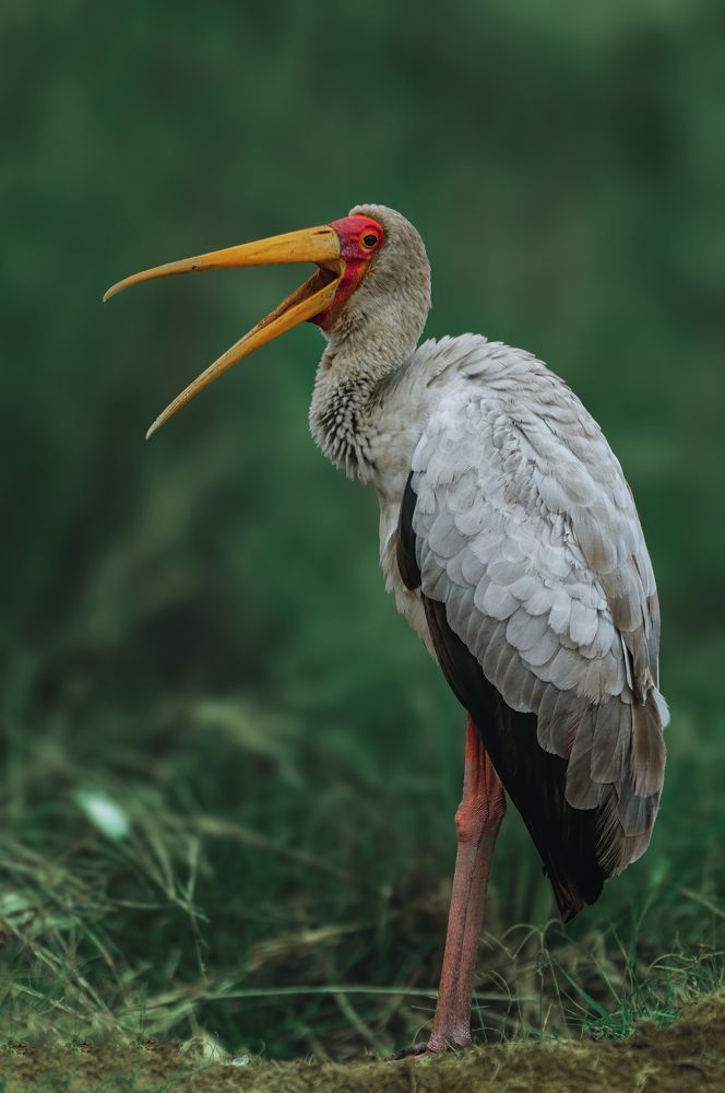 Фотография автора sherif Abdallah