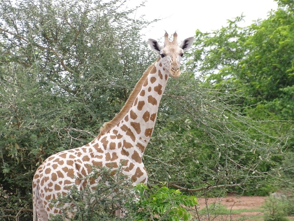 Girafon de l'espèce Giraffa Camelopardalis Peralta