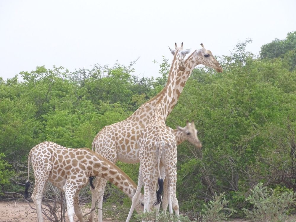 Les girafes du Niger