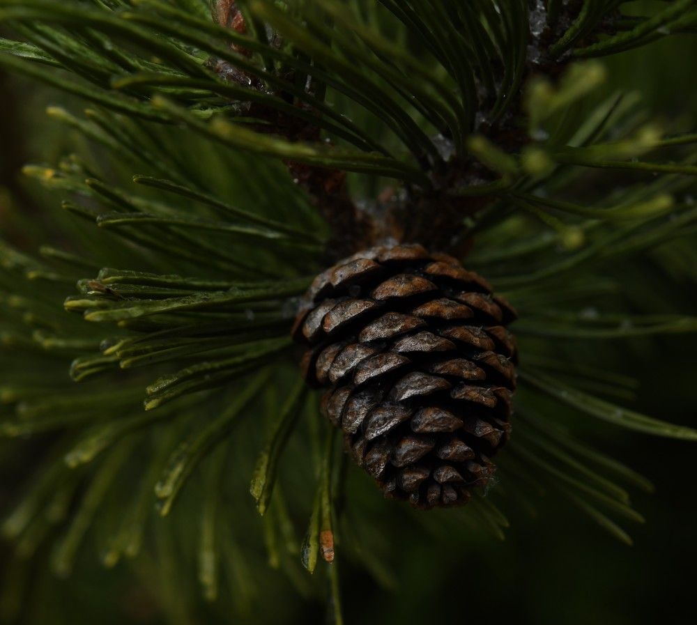 Цикл мироздания