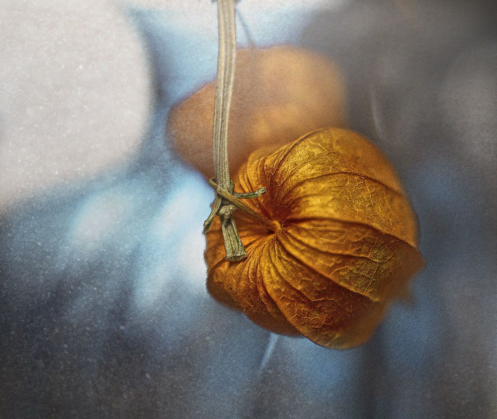 Физалис. Контраст цвета.