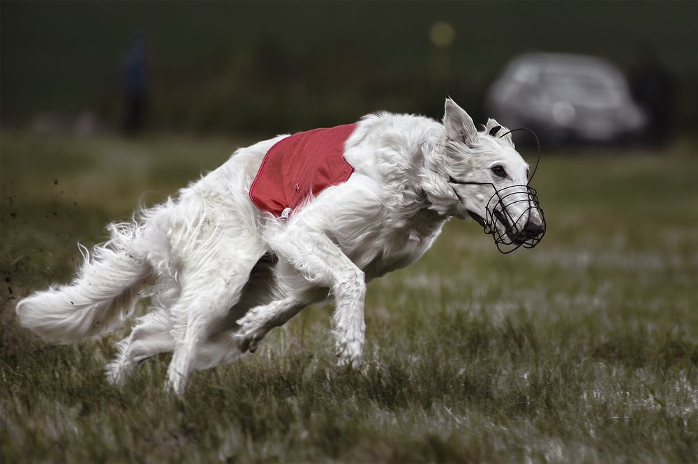 Photograph by Сергей Шварцман