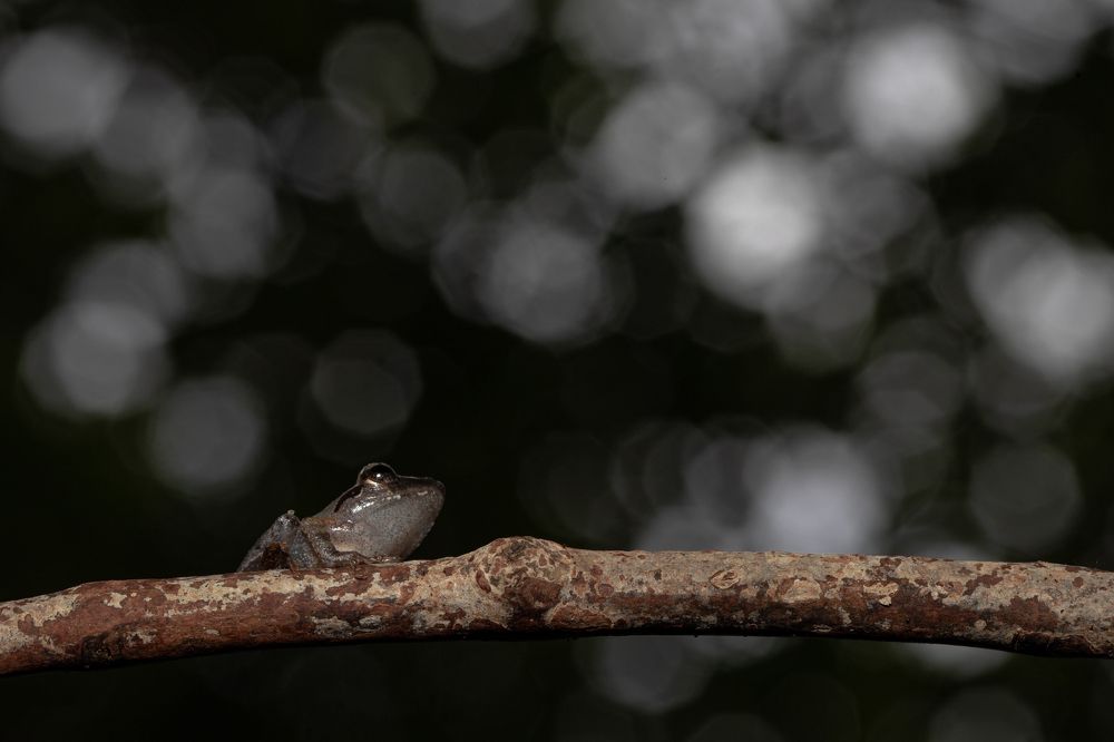 Photograph by Ankit Sharma