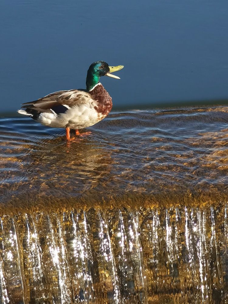 Утка на воде