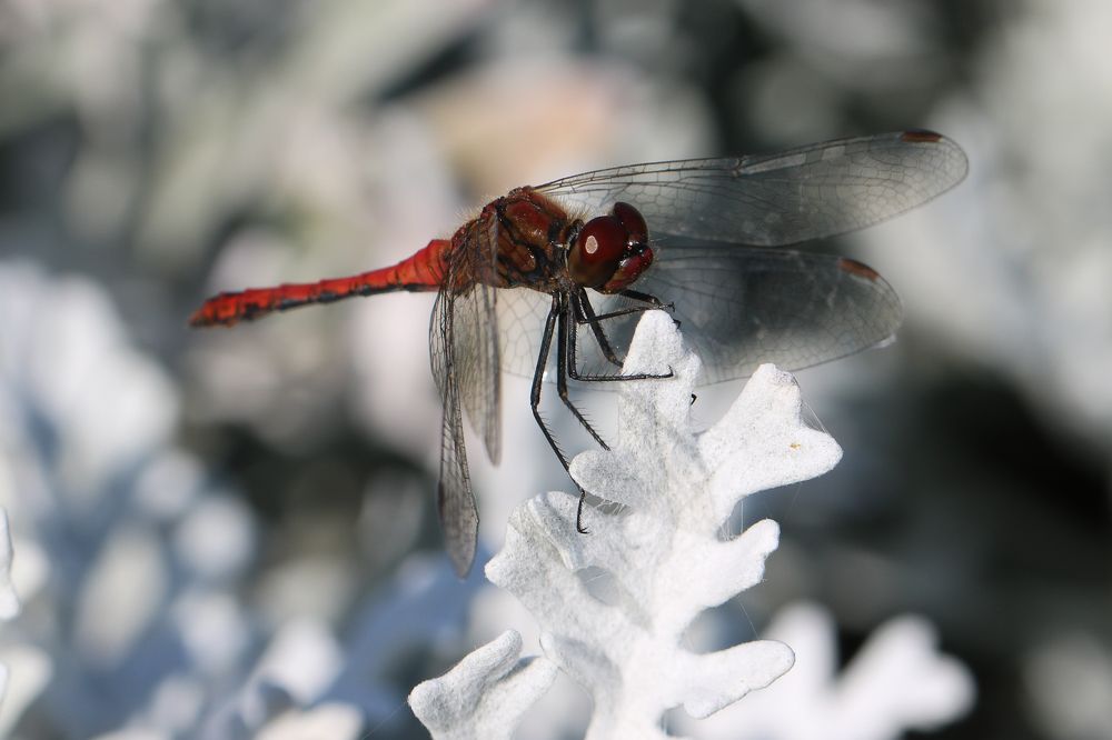 Photograph by Надежда Зайцева