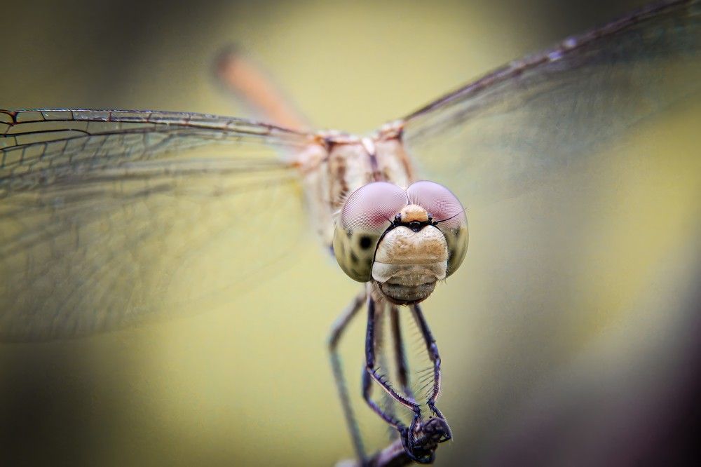 Хищная красота