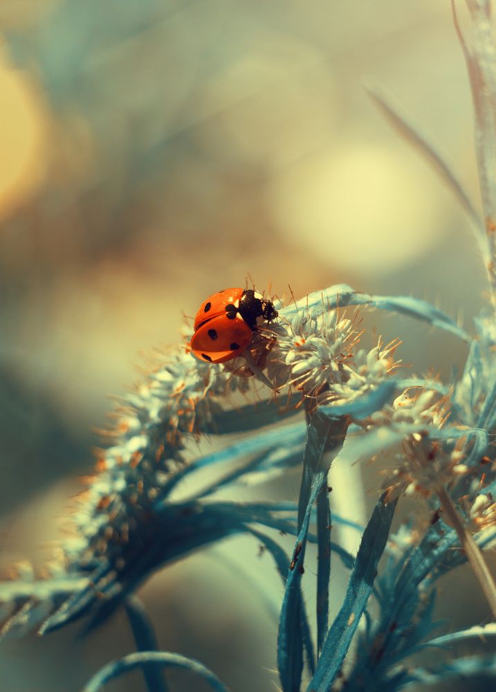 Photograph by Евгения Кинжакова