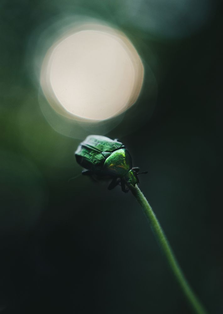 Photograph by Евгения Кинжакова